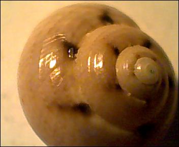 Gibbula da determinare